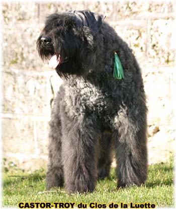 bouvier des flandres du clos de la luette - copyright d&eacute;pos&eacute;